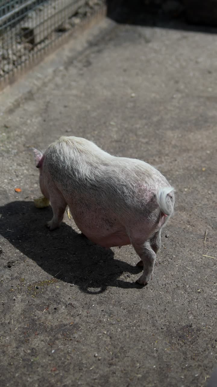 동물원 의 돼지 들