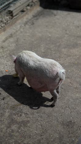 pigs at the zoo