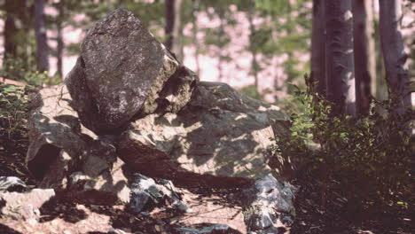 rocks in a forest