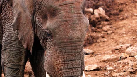 Elefante-Adulto-Alimentándose-En-El-Parque-Nacional-Aberdare,-Kenia,-África-Oriental