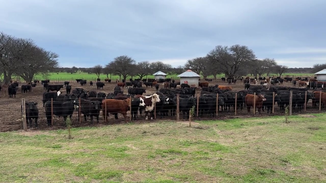 Mandria di bovini da carne in un recinto di terra recintato in una fattoria. - inquadratura ampia