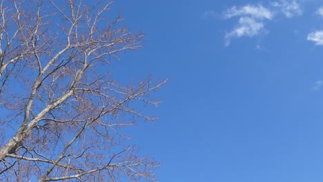 first-quarter moon in daytime against a brilliant blue sky as see through budding branches in springtime