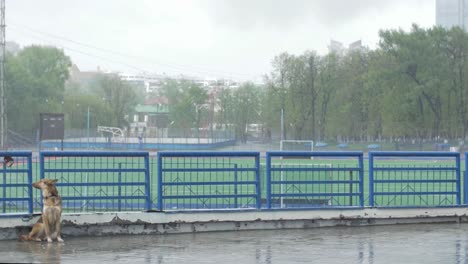 dog on rooftop during rainy day