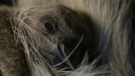 Newborn-baby-sloth-being-cared-for-by-its-mother