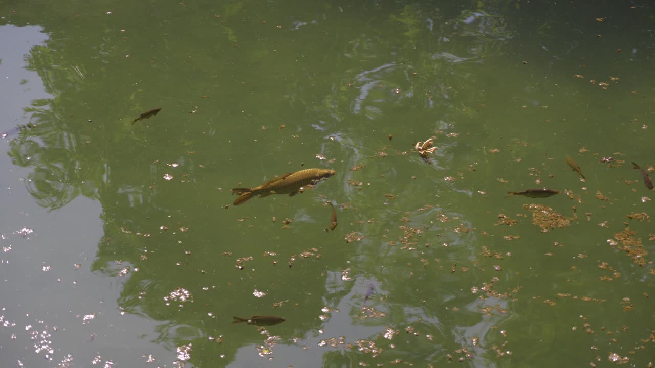 calm pond with fish and floating debris reflecting nearby trees
