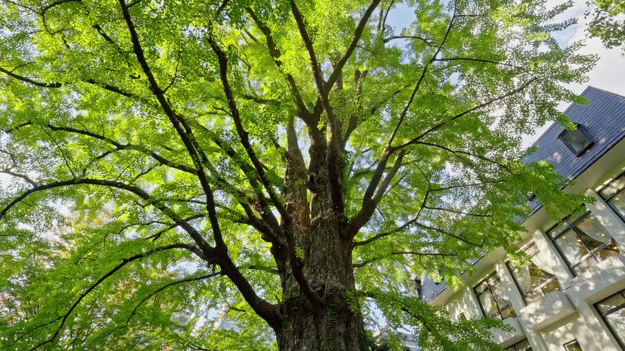A large, lush green tree canopy dominates the foreground, with a modern building partially visible through its branches and leaves.
