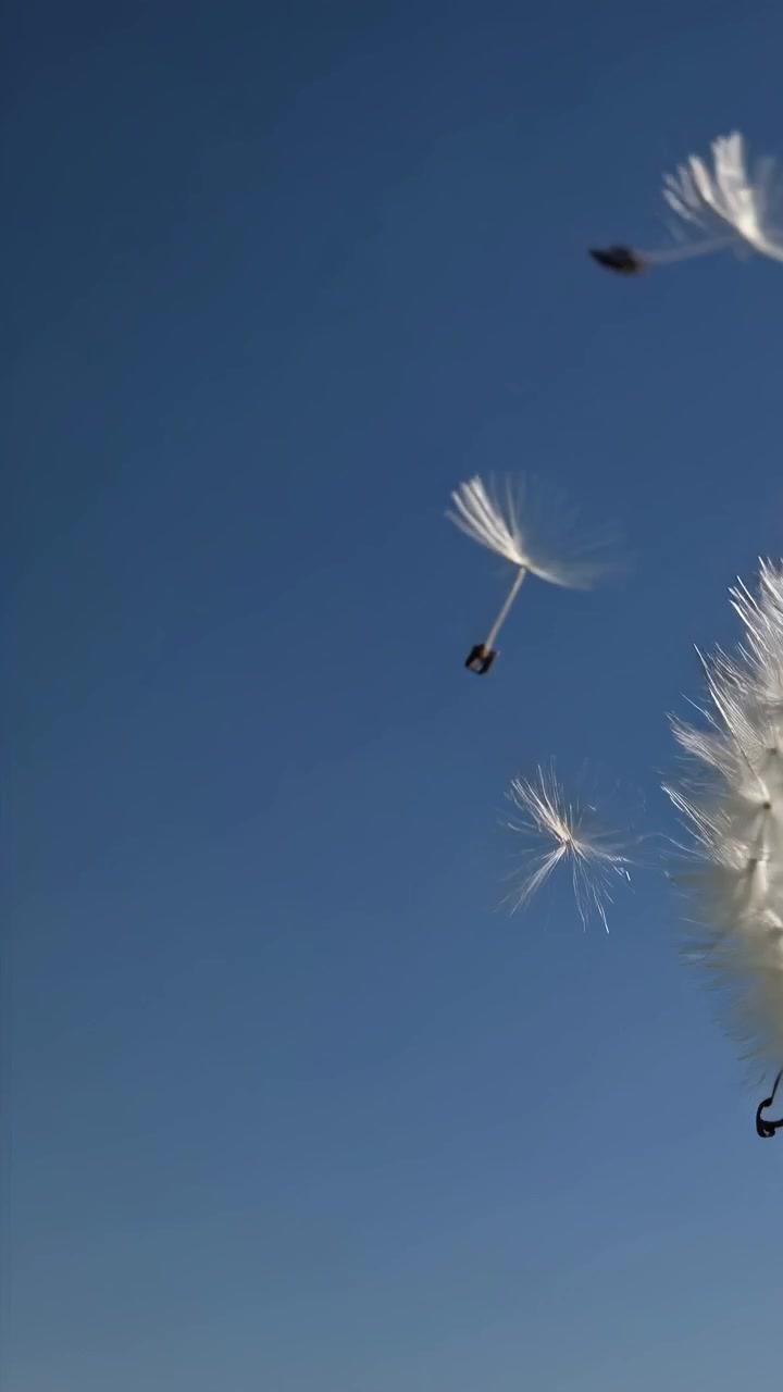 Hvid mælkebøttefrøstand mod klar blå himmel med svævende frø