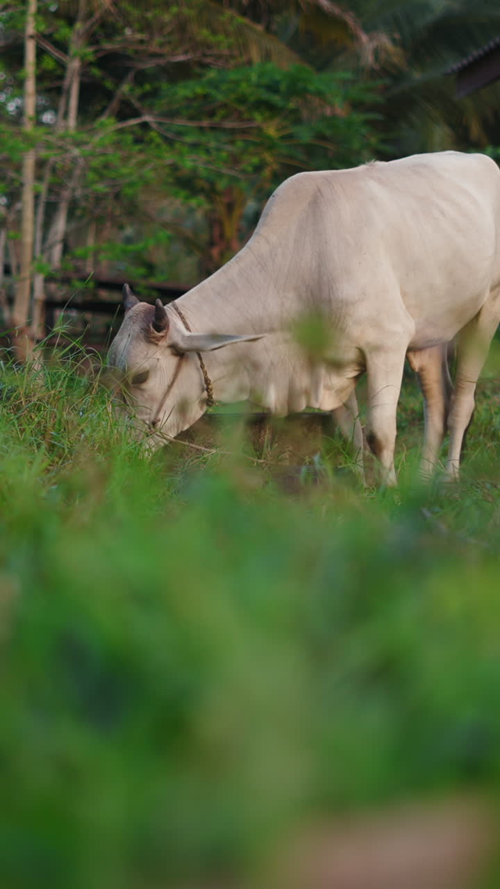 Sapi merumput di ladang berumput