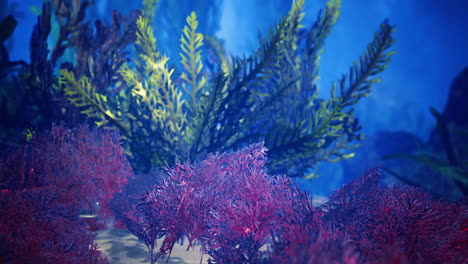 underwater vegetation thriving in a vibrant marine ecosystem during daytime