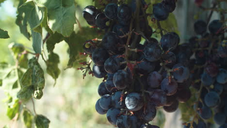 dark blue clusters and bunch of fresh, ripe, delicious, tasty, plump italian grapes hanging down on green vine by variegated leaves in vineyard on sunny day, static close up shallow depth of field