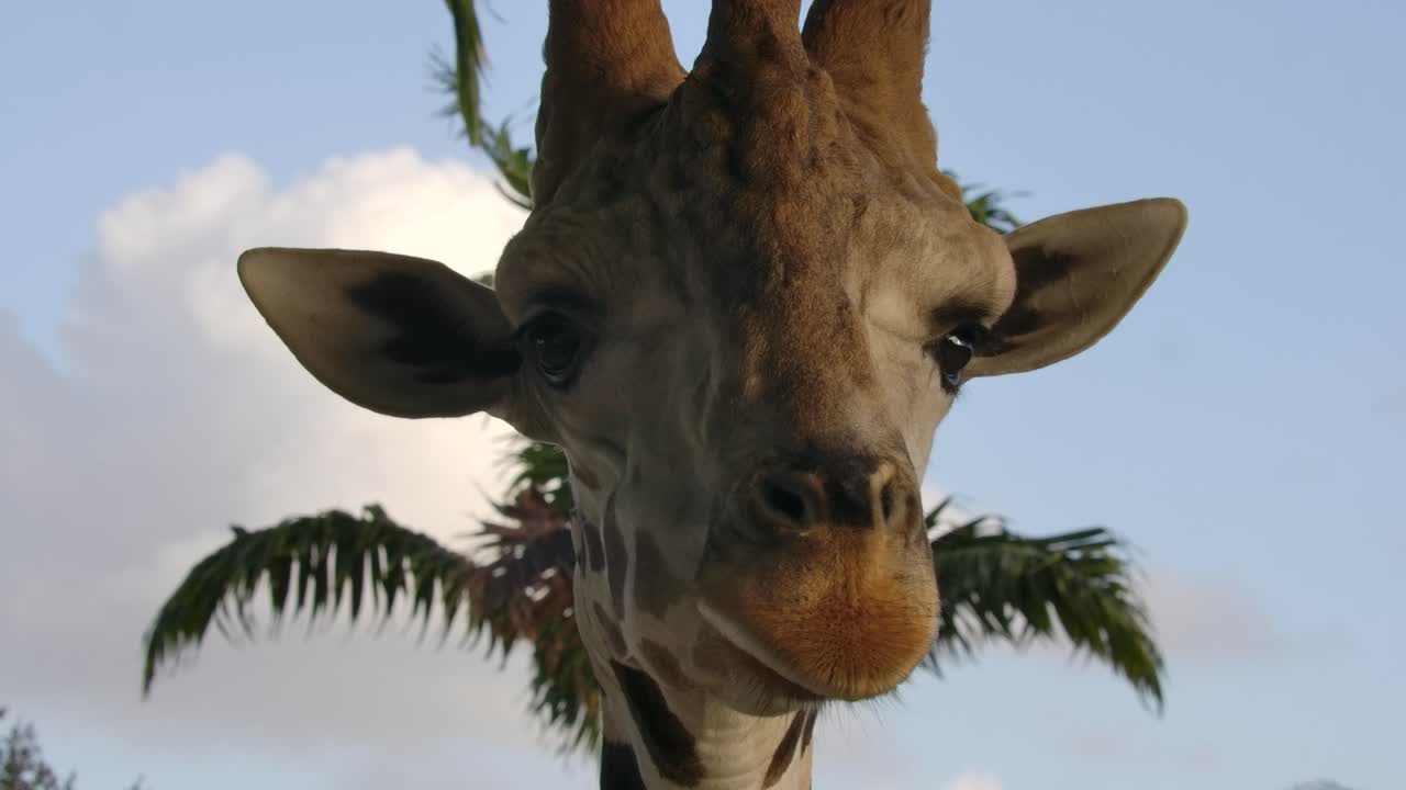 giraffe turns to look at your super slowmo golden hour