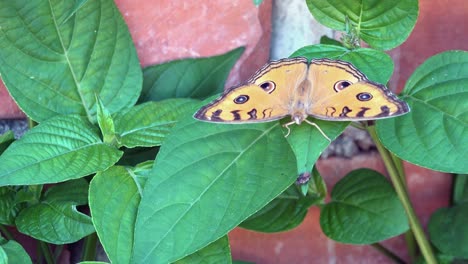 mariposa naranja en una planta