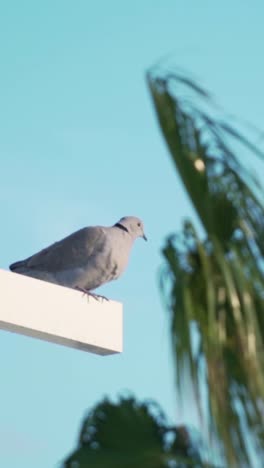 pigeon on a crossbeam