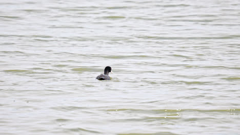 Eurasian-coot,-seabird-swimming-and-diving-in-marshlands,-Lincolnshire,-UK