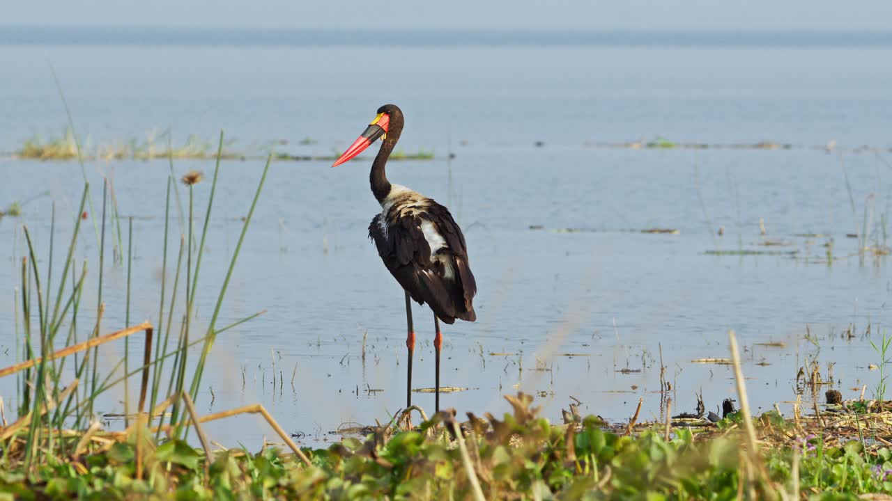 Saddlebilled stork (Ephippiorhynchus senegalensis) stands motionless in shallow Nile floodplain waters at dawn in a protected Ugandan wetland reserve reeds and reflections framing its elegant profile