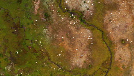 top down aerial of abstract landscape with green plants and dirt