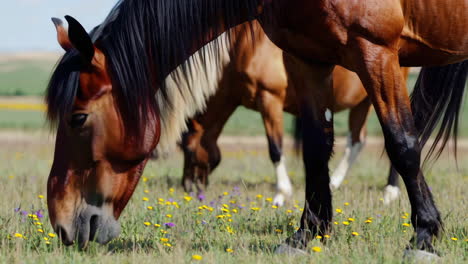 horses grazing in a colorful field