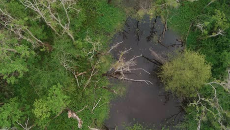 Vista-Panorámica-Del-Bosque-Del-Parque-Bush-En-Houston,-Texas