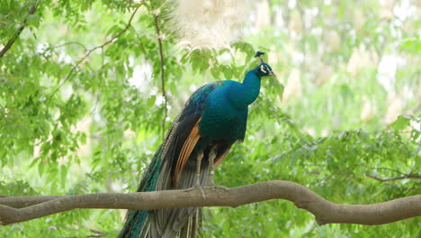 perching peacock bird with long colorful feathers