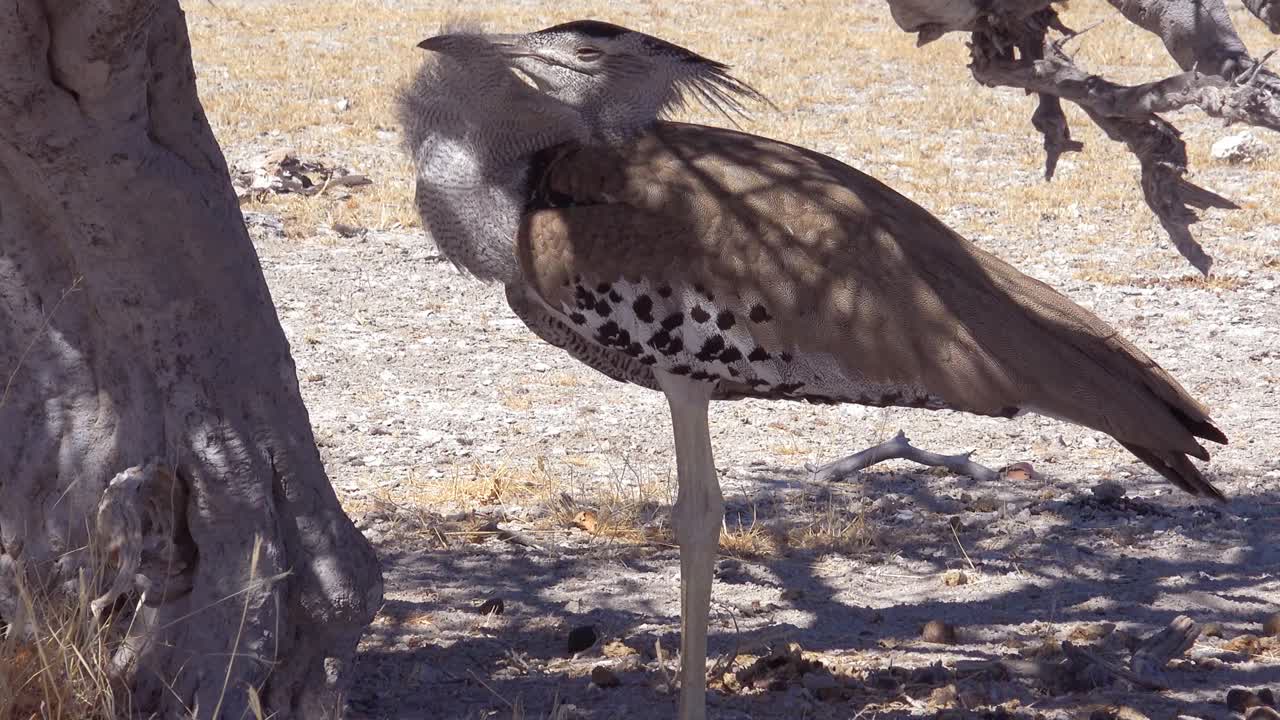 buena toma de una avutarda kori, un gran pájaro africano sentado bajo un árbol en la sabana en un safari