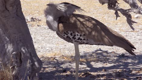 good shot of a kori bustard large african bird sitting under a tree on the savannah on safari