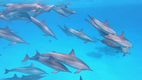 buzo filmando enjambre de delfines en el arrecife del mar rojo