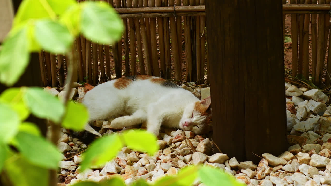 cat sleeping on some white stones 01