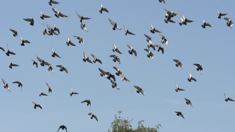 bandadas de pájaros en el cielo