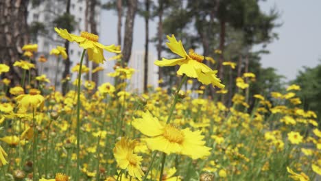 flores amarillas de coreopsis a principios del verano en corea