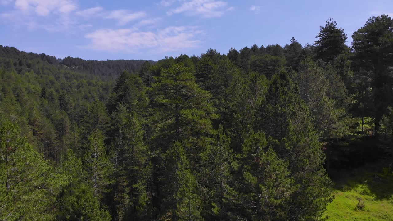 Prati e pineta montana in uno splendido e tranquillo paesaggio naturale