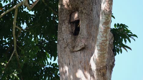 Leaves-falling-during-a-windy-day-then-the-female-hornbill-is-seen-fixing-its-nest-with-its-bill,-Great-Indian-Hornbill-Buceros-bicornis,-Khao-Yai-National-Park,-Thailand