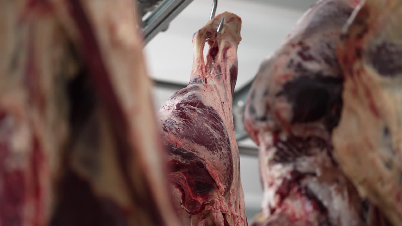 Raw Beef Hanging in a Meat Processing Plant