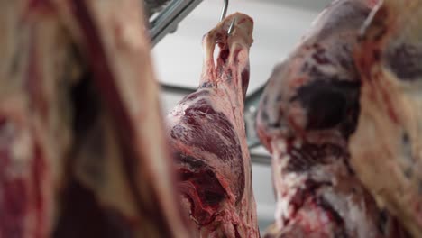 raw beef hanging in a meat processing plant