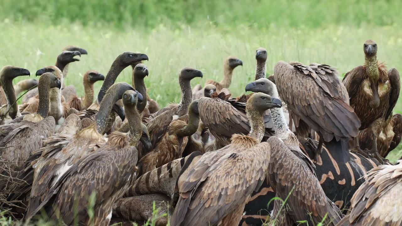 Medium shot of lots of white-backed vultures fighting over the leftovers of a zebra kill, Mashatu Game Reserve, Botswana