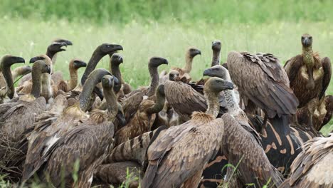 medium shot of lots of white-backed vultures fighting over the leftovers of a zebra kill, mashatu game reserve, botswana