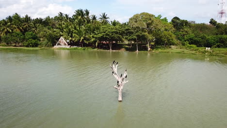 4k drone footage wirawila lake birds on tree