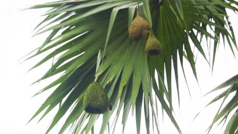 Maravillas-Tejidas:-Explorando-Nidos-De-Pájaros-Tejedores-Y-La-Belleza-De-La-Palmera-Asiática-Nido-De-Pájaros-Tejedores-De-Palmeras,-Palmera-Asiática