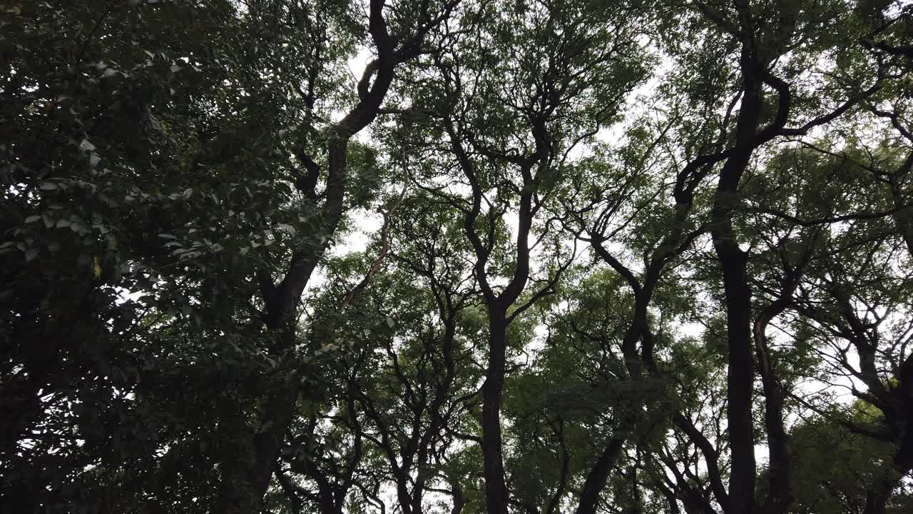 Shot from below rolling watching the sky and contrasting treetops in autumn