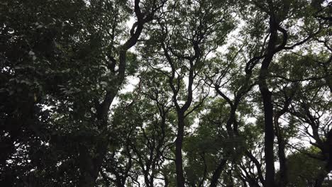 shot from below rolling watching the sky and contrasting treetops in autumn