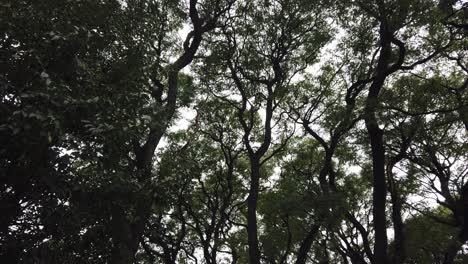 shot from below rolling watching the sky and contrasting treetops in autumn