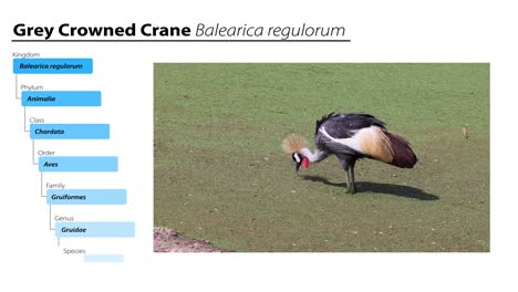 a grey crowned crane walks and forages in grass