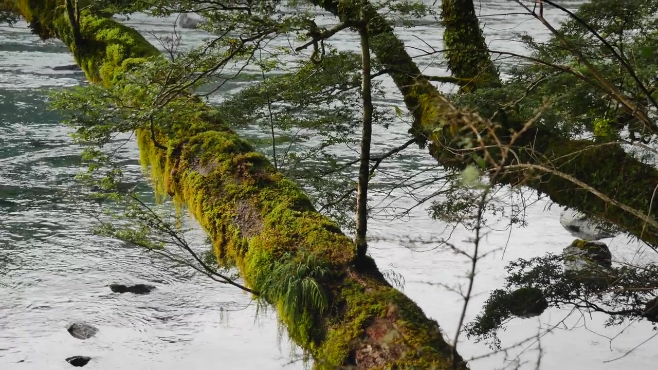 Moosbewachsene Bäume mit Farnen und Flechten überhängen einen langsam fließenden, flachen Fluss