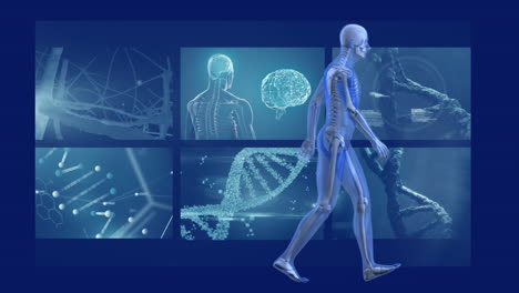 animation of human model walking man with mri scan screens