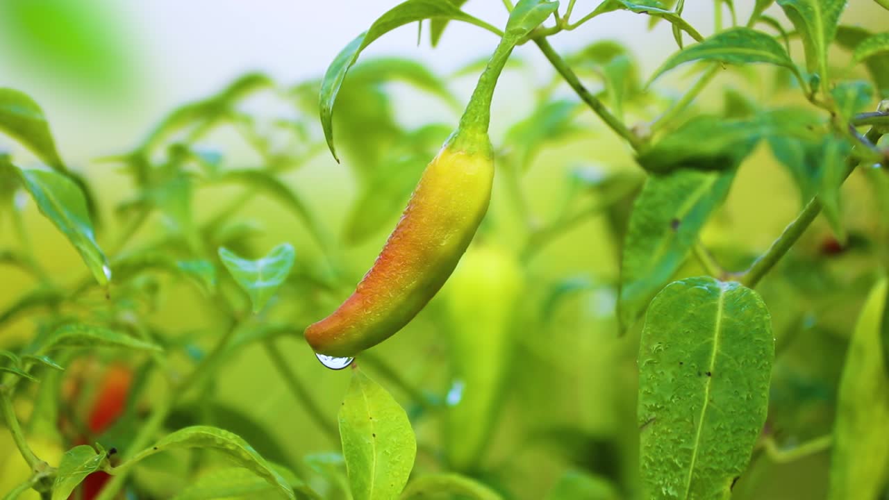 태국 칠리 고추가 익는 모습: 물방울과 함께 근접 촬영