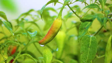 ripening thai chili peppers: close-up with water droplet