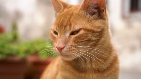 close up of orange tabby cat