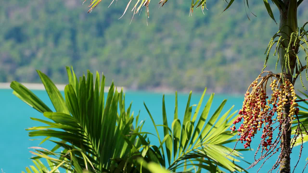 Palm leaves sway gently against a vibrant ocean backdrop in Phuket, Thailand, capturing a serene tropical atmosphere