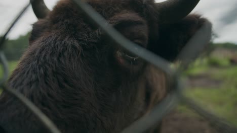 curious young bison pokes nostrils and long tongue