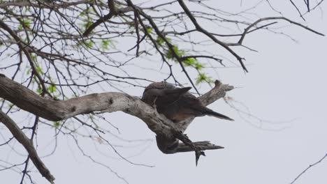 Eine-Gefleckte-Taube-Putzt-Ihre-Federn,-Während-Sie-Auf-Einem-Baum-Vor-Einem-Blassblauen-Himmel-Sitzt