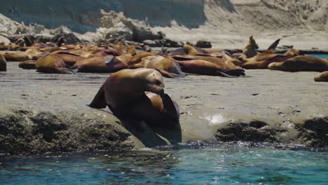 sea lion scratching his face resting on the shore of a patagonian colony - slowmotion